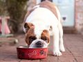 Hipoalergena hrana za pse kao dodatna pomoć