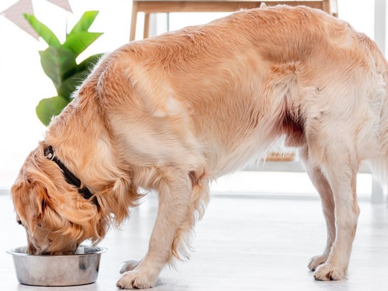 Hipoalergena hrana za pse koji imaju  osjetljivost na određenu hranu